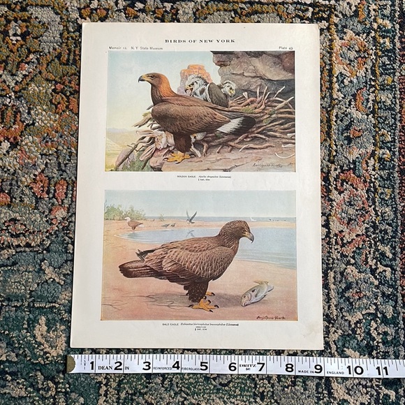 🖤5/$25 Antique Ornithological Bird Print Original Eagle - Picture 10 of 15